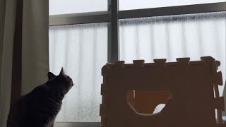 台風で雨が、窓に強く打ち付ける様子を見る、ウチのニャンコ（my cat on a typhoon day）