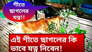 এই শীতে ছাগলের যত্ন কি ভাবে নিবেন!#digital_bangladesh #ছাগল_পালন! Goat safety in Winter Section.