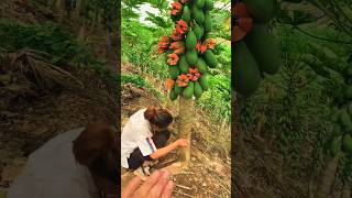 Papaya Farming techniques|papaya cutting skills #shorts #shortvideo #viralshort