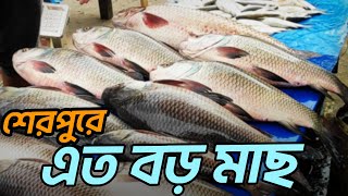 এত বড় মাছ শেরপুরে! হাজী মোড় ও নবীনগর বাজার ঘুরে দেখুন #fishmarket  #banglavlog #bigfish #FishPriceBD