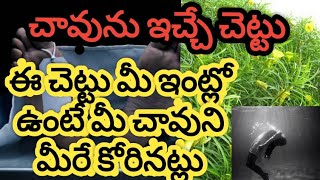 చావును ఇచ్చే చెట్టు ఈ చెట్టు మీ ఇంట్లో ఉంటే మీ చావును మీరే కొని తెచ్చుకున్నట్లు