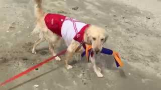 海で遊ぶゴールデンレトリバーのはっち