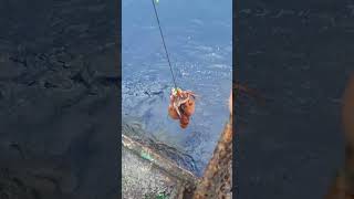 一钩子下去两条大鱿鱼一起上来 Two big squids came up at the same time after one hook was cast