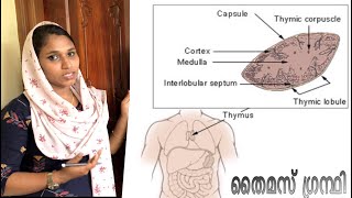 തൈമസ് ഗ്രന്ഥി || Class 2