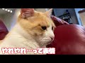 【大喧嘩】弟猫の尻尾で遊んでた結果、案の定ブチギレられます