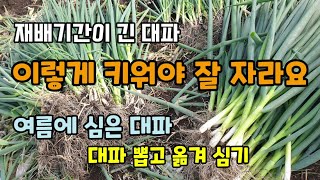 재배기간이 긴 대파 이렇게 키워야 잘 자라요 여름에 심은 대파 뽑고 옮겨 심어주었습니다 대파 웃거름 병해충방제방법