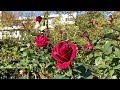 beautiful rose garden ambient ‘ofuna flower center’ kamakura kanagawa japan｜4k flower garden🌹🌹🌹