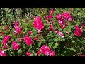 beautiful rose garden ambient ‘ofuna flower center’ kamakura kanagawa japan｜4k flower garden🌹🌹🌹