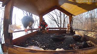 Feeder in Bieszczady Mountains, Lake Solina, Poland 🥩🦅  2024/12/30