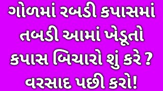 કપાસના સંકટનું જોખમ વરસાદ પછી જોવા નો મળ્યું ખેડૂતો માટે ખૂબ જ સારા સમાચાર કહી શકાય? Cotton | ખેતી |