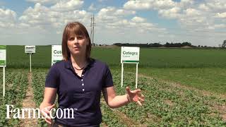 How to scout and manage sclerotinia stem rot