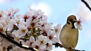 Japan, China dispute origins of the cherry blossom