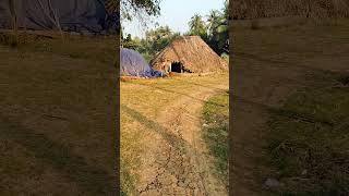 Beautiful village West Godavari district #nature #villagelife #WestGodavari #india #andhrapradesh