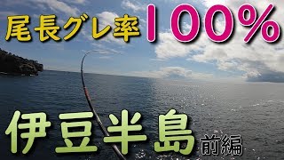 伊豆半島磯釣り 尾長グレ率100% 遠投浅ダナ一本勝負 メジナ釣り 前編 イナダ シマアジ ムロアジ イスズミ 黑毛 钓鱼 MANCING MANIA JAPAN