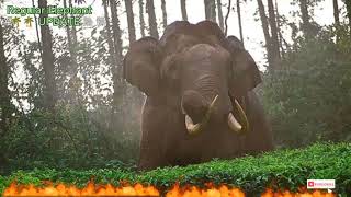 Elephant Update West Bengal / Hoomgarh Tangasole / paschim Medinipur