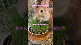 食べるのヘタ過ぎ選手権〜草を食べるうさぎさんがかわいい #うさぎ #bunny #癒し