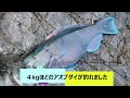 【シブダイ】甑島の夏魚上向く！ 序盤の釣り方を紹介します