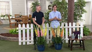 Roberta's 4-Piece Majestic Foxtail Lilies on QVC