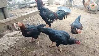 Kenapa Memilih Ternak Ayam Kampung