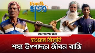 কিশোরগঞ্জ হাওরের জিরাতি, জীবন বাজি রেখে শস্য উৎপাদন | Kishorganj | Bangladesher Khabor