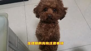 狗狗生理期是什么状况，主人需要注意什么事项，十年养狗老手分享