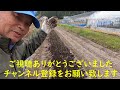 玉ねぎの堆肥マルチ　邑南町　駒川農園　22.11.22