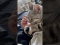 【猫動画】遅刻するかしないかギリギリまで粘る猫...笑 shorts