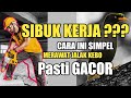 Jalak Kebo Tetep GACOR , Walaupun Sibuk Kerja || Perawatan Jalak Kebo Agar Gacor Walau sibuk Kerja