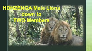 NDHZENGA Male Lions down to TWO Members