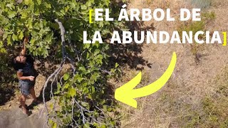 La primera PLANTA🌳 CULTIVADA por los HUMANOS [FICUS CARICA]