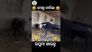 ପୁରୀ ଉପମା 😂 ମେଣ୍ଢା Mendha Marila Funny Odia #funny #shorts #odiashorts #odiashortvideo #odiajokes