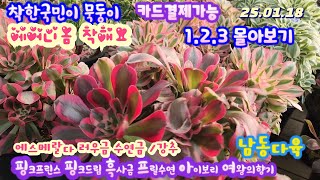 남동다육(4)느므느므이쁜아가들 2천짤부터 묵둥이 에어니옴 선인장 부자재등 1.2.3한자리에서 모두보기