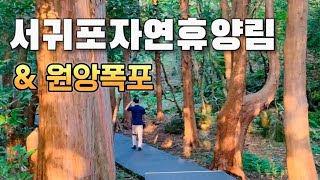 한라산 아래 서귀포자연휴양림 / 원앙폭포, 법정악전망대 [제주 07]