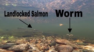 Salmon Attacks Worm GOPRO Footage - Underwater Salmon Fishing