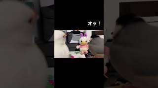 ハイスクール文鳥〜100%片想い #shorts #文鳥 #おもしろ