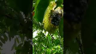 Ripe Soursop Fruit Consumed by Birds #youtubeshorts #shorts #soursop