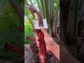 Keindahan Kayu Sonokeling Menjadi Nilai + Dari Golok Sembelih. Review, Tes ketajaman. Cutting skills