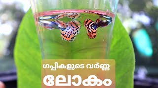 My Guppy farming ഗപ്പി  വളർത്തൽ  തുടക്കകാർക്ക് വേണ്ടിയുള്ള അറിവുകൾ