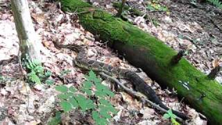 Timber Rattle Snake, Lake George