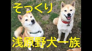 令和二年三月〔番外編〕倉敷市浅原の野犬一家。優太とはらくんとあさ太兄ちゃん「弟にもまた逢いたい♪でも保健所は居心地今イチ」【保護犬】