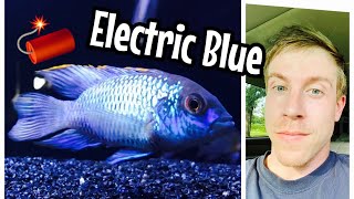 Species Care: Electric Blue Acara Cichlid