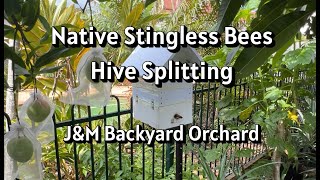 Native Stingless Bees Hive Splitting