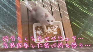 育児放棄されて育った子猫が、実の母猫と衝突！？…