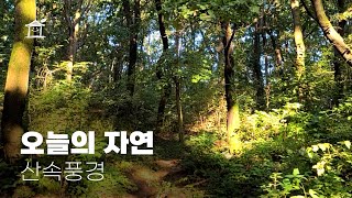 오늘의 자연 - 산속풍경 ASMR