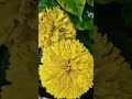 beautiful marigold flower ytshort youtube viral