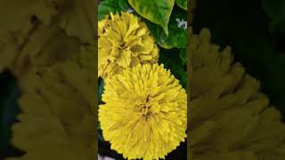 # beautiful Marigold flower ##ytshort ##youtube #viral #