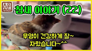 소운의 '참새' 이야기 22 - 무영이 건강하게 잘~ 자랐습니다~^^