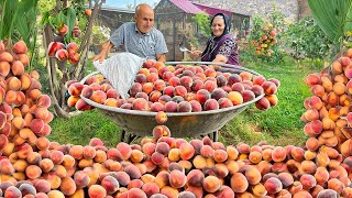 Çoxlu Şaftalı Yığdıq və Şaftalı Cemi ilə Təbii Kompot Hazırladıq!