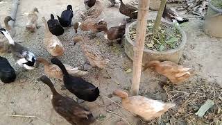 Duck Farming (documentary)| Modern Farming Methods in the Philippines | Bird And Animal P788