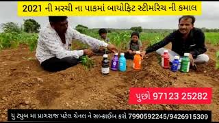 મરચી નો પાક || બાયોફિટ રેન્જ || સ્ટીમરિચ નો પટ આપ્યો ||